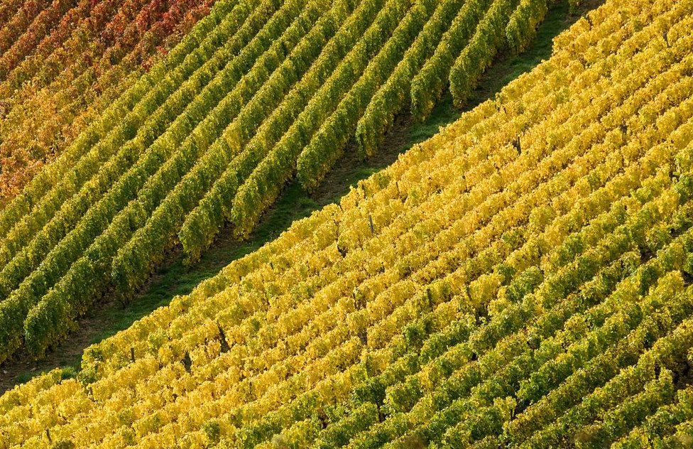 Burgundy Discovery wine tours